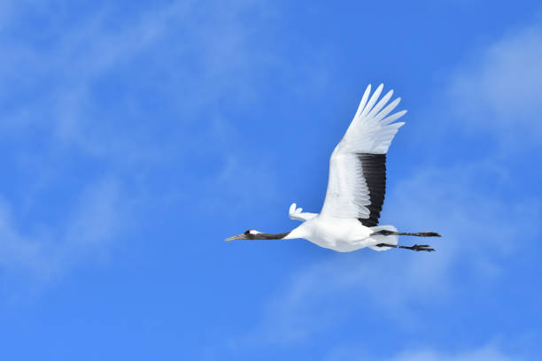 istock Bird watching, red-crowned crane, in winter 1443245284