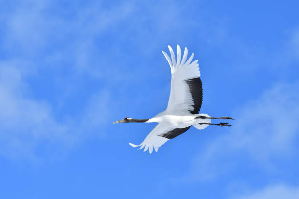 istock Bird watching, red-crowned crane, in winter 1443245299