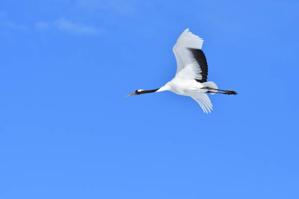 istock Bird watching, red-crowned crane, in winter 1443245302