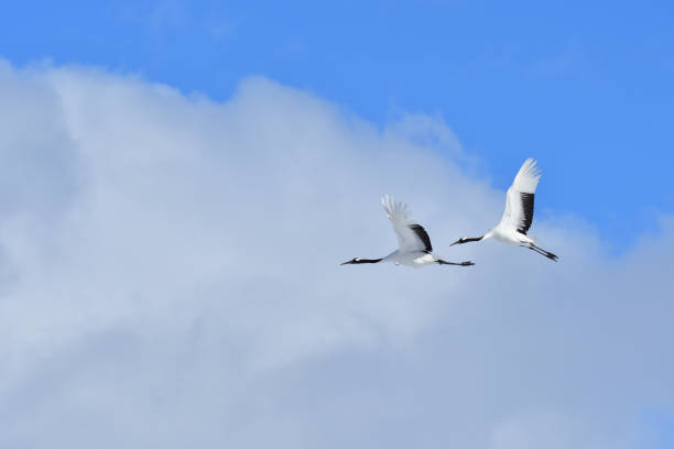 istock Bird watching, red-crowned crane, in
 winter 1443245311