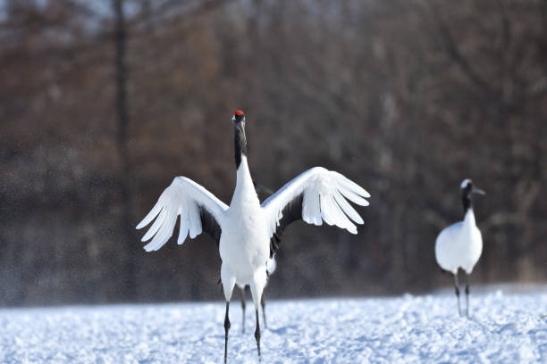 istock Bird watching, red-crowned crane, in winter 1443245359