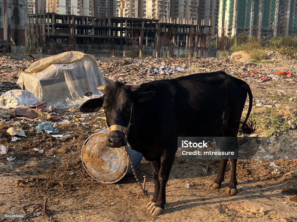 Close-up image of sacred cow tethered up with chain to post on wasteland surrounded by rubble and rubbish, apartment block background, focus on foreground Stock photo showing close-up view of sacred cow tethered up to post with chain on waste land covered in rubbish. Feeding a cow in India is considered an act of holiness towards this animal of worship. Building Exterior Stock Photo