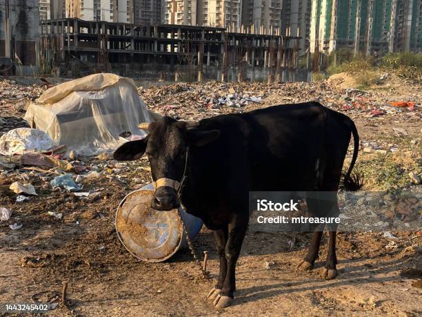 Closeup Image Of Sacred Cow Tethered Up With Chain To Post On Wasteland Surrounded By Rubble And Rubbish Apartment Block Background Focus On Foreground Stock Photo - Download Image Now