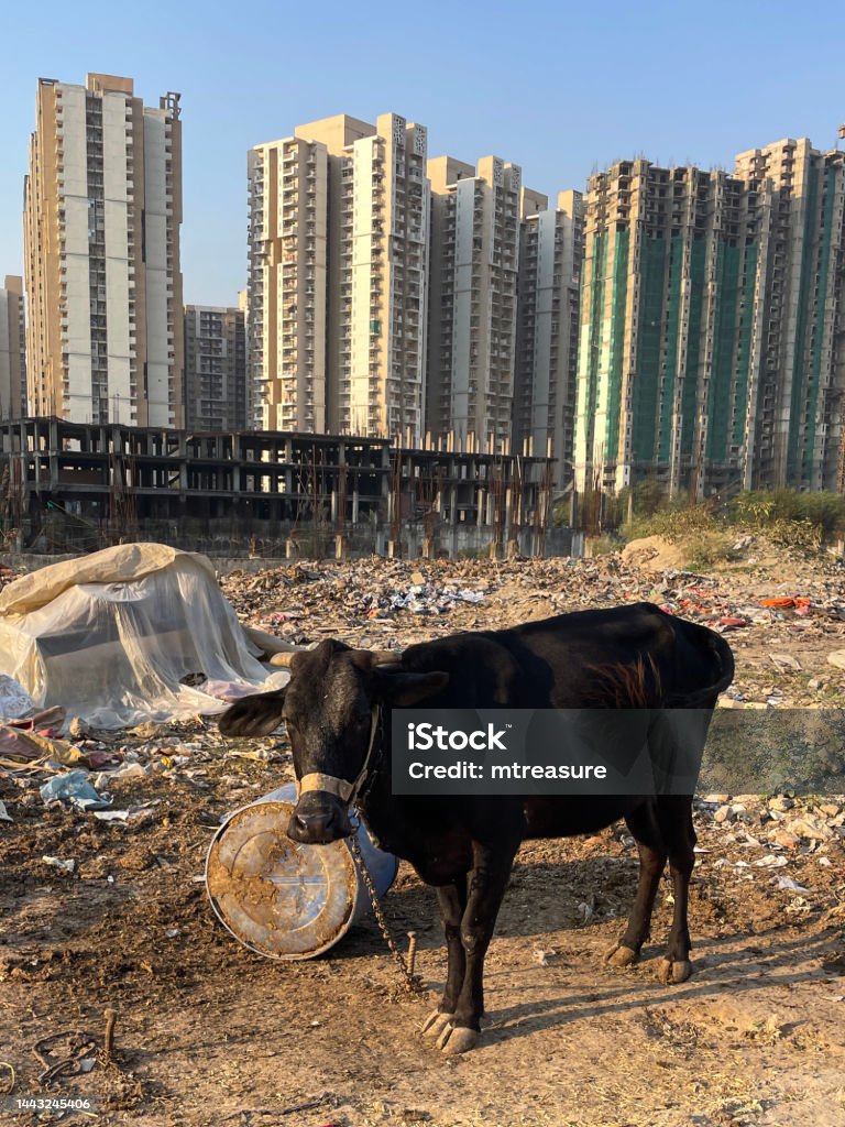 Image of sacred cow tethered up with chain to post on wasteland surrounded by rubble and rubbish, apartment block background, focus on foreground Stock photo showing close-up view of sacred cow tethered up to post with chain on waste land covered in rubbish. Feeding a cow in India is considered an act of holiness towards this animal of worship. Animal Stock Photo