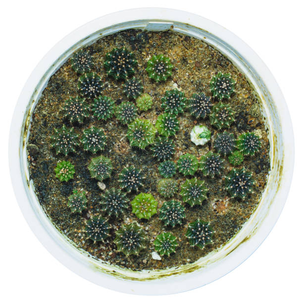 pousse de cactus provenant de l’ensemencement lb2178 - spotted natural pattern herb flower photos et images de collection