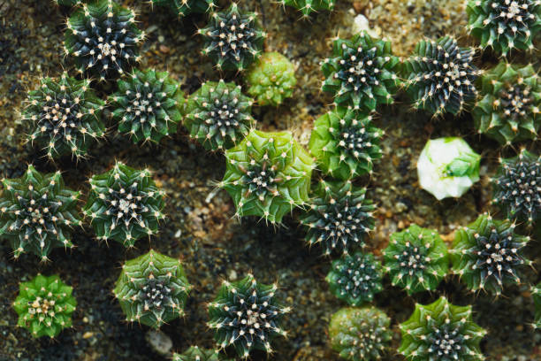 pousse de cactus provenant de l’ensemencement lb2178 - spotted natural pattern herb flower photos et images de collection