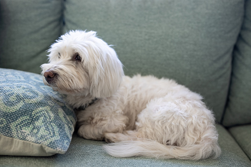 Maltese dog lying on sofa at home
