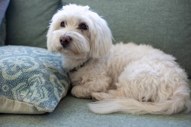istock Maltese dog lying on sofa at home 1443245550