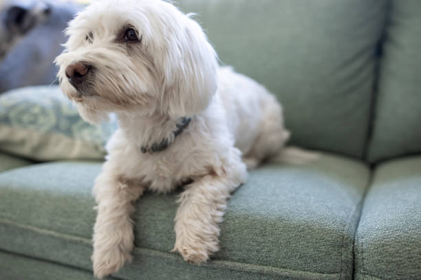 istock Maltese dog lying on sofa at home 1443245615