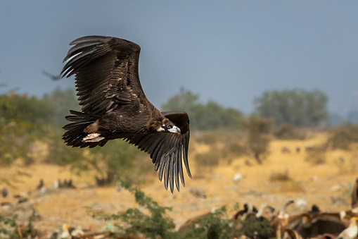 Cinereous vulture or black vulture or monk vulture or aegypius monachus closeup in flight or flying with full wingspan at dumping yard of Jorbeer Conservation Reserve bikaner rajasthan india asia