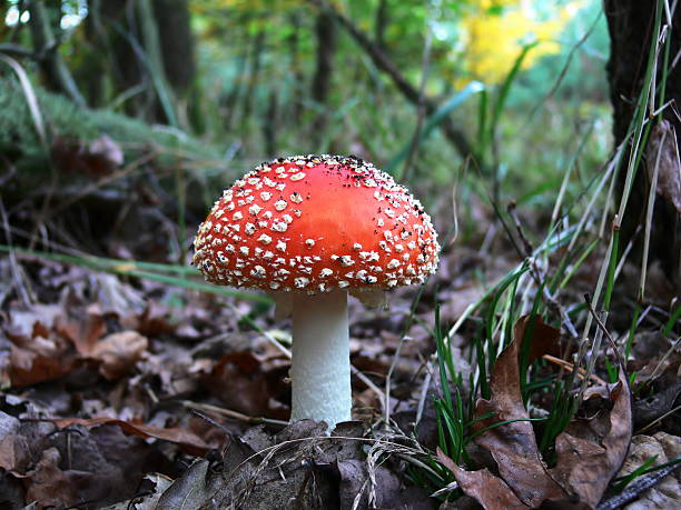 istock Amanita muscaria 144324579