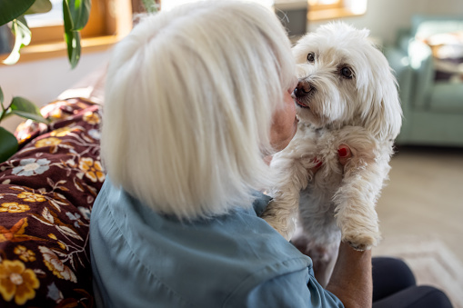 Maltese dog enjoying time at home with senior woman, they are in living room