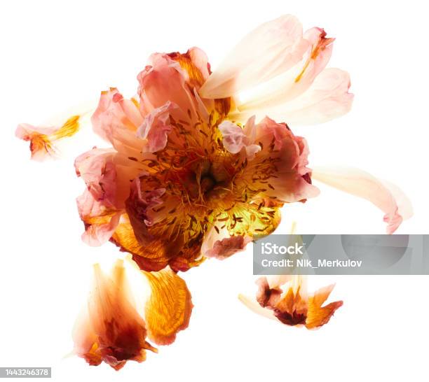 Peony Flowers Arrangement Over White Stock Photo - Download Image Now - Arrangement, Beauty In Nature, Beige