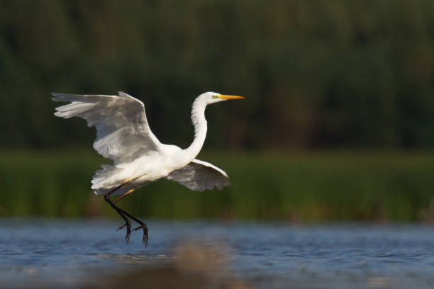 istock Bird Egretta alba Great Egret white bird on dark black background White Heron 1443246450