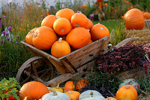 Pumpkin Barrow stock photo