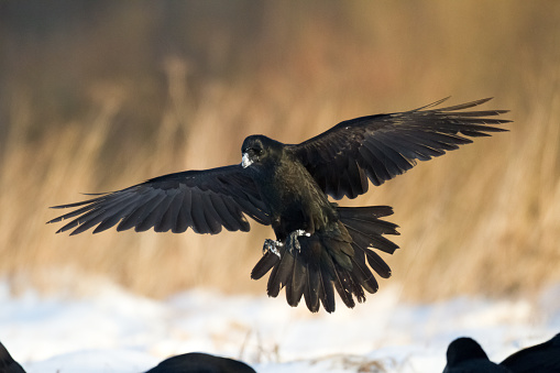 Black raven taking off in flight