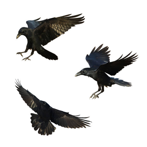 istock Birds flying raven isolated on white background Corvus corax. Halloween - mix three birds 1443247027