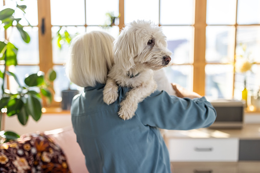 Senior woman holding Maltese dog in arms in living room at home