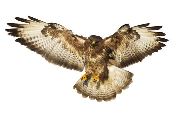 istock Bird of prey Common Buzzard Buteo buteo isolated on white background 1443247113