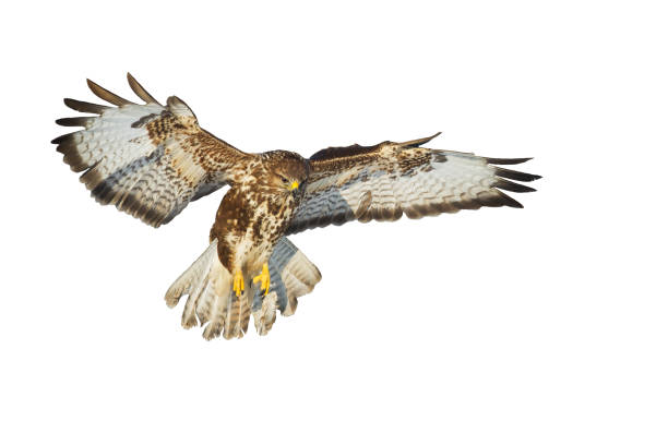istock Bird of prey Common Buzzard Buteo buteo isolated on white background 1443247129
