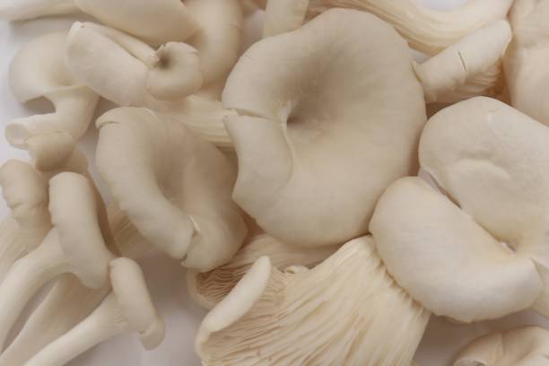 istock pile of grey oyster mushroom 1443248031