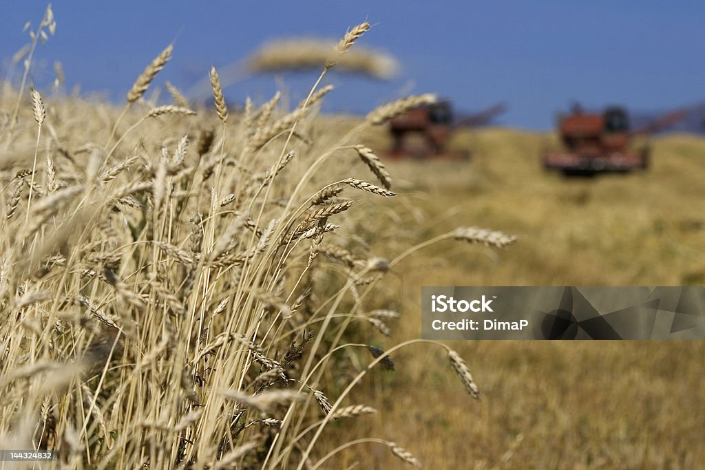 Campo de trigo - Foto de stock de Campo - Tierra cultivada libre de derechos