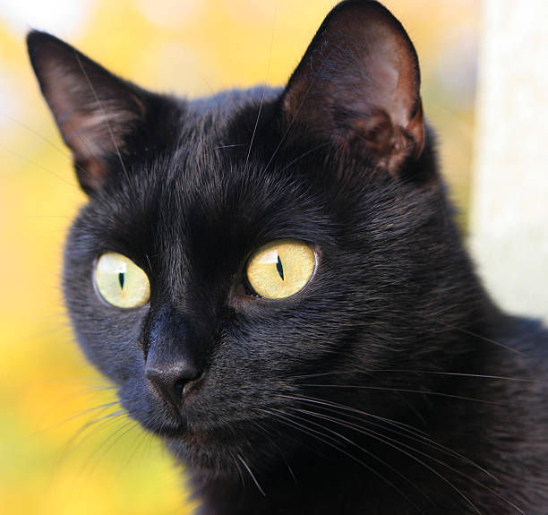 Curious cat in autumn sun stock photo