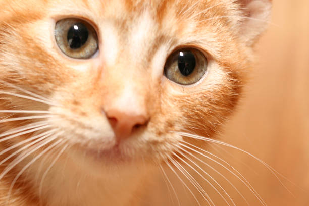 Curious looking kitten stock photo