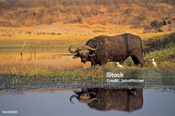 Africacape Buffalo At Lake Kariba Zimbabwe Stock Photo - Download Image Now - Africa, African Buffalo, Animal