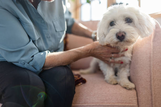 istock Senior woman stroking Maltese dog while relaxing at home 1443250887