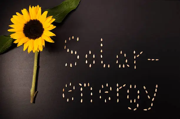 A Sunflower as symbol of Solar energy