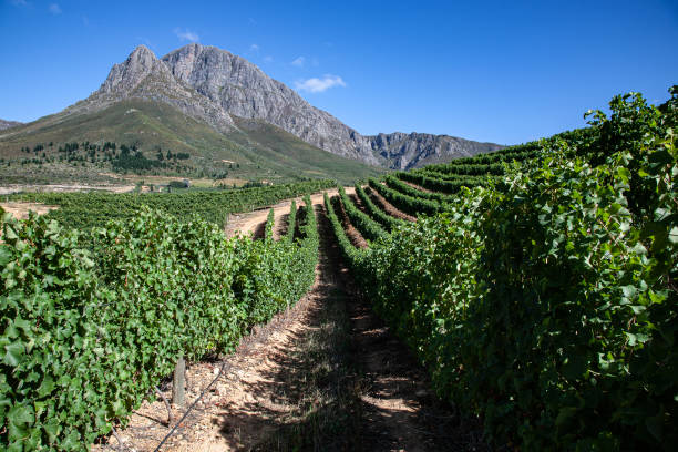 istock (ATTIE GERBER) Cape Winelands Stellenbosch 22 1443251056