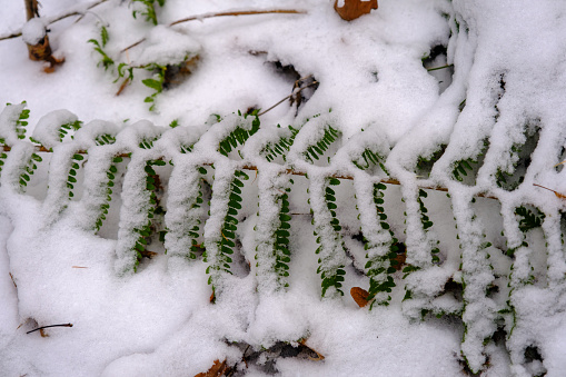 Early snow. Autumn thickets of ferns are covered by the unexpected snow of southern, subtropical forests. Snow covered fern leaves.