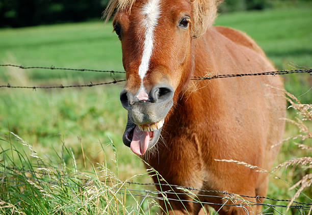 Close-Up Of Brown Horse