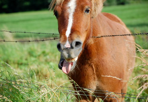 Horse sticking out tongue.