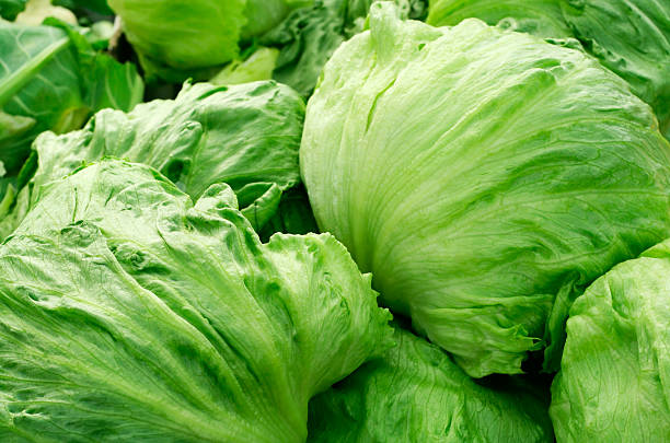 Pile of green, Iceberg lettuce Iceberg lettuce on market place. Even soft lighting through a roof of a pavilion with some diffused backlight. lettuce stock pictures, royalty-free photos & images