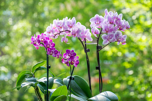 Phalaenopsis orchid miniature hybrids