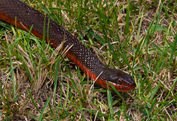 istock Water snake with a red belly 1443252861