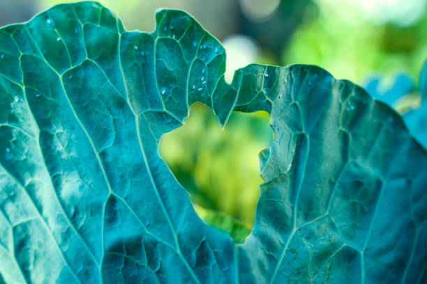 Whiteflies gnawed a heart-shaped hole in a white cabbage leaf. Insect pests Aleyrodoidea spoil crops. Heart shaped figure in nature