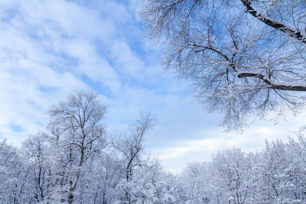istock Trees covered with snow on sunny day 1443253401