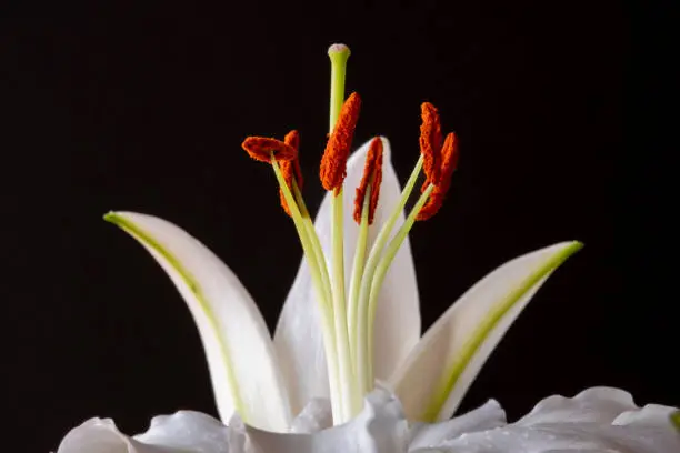 Beautiful pistils or stamens of the lily flower. Lily flowers. White lilies. White flowers isolated on white background.