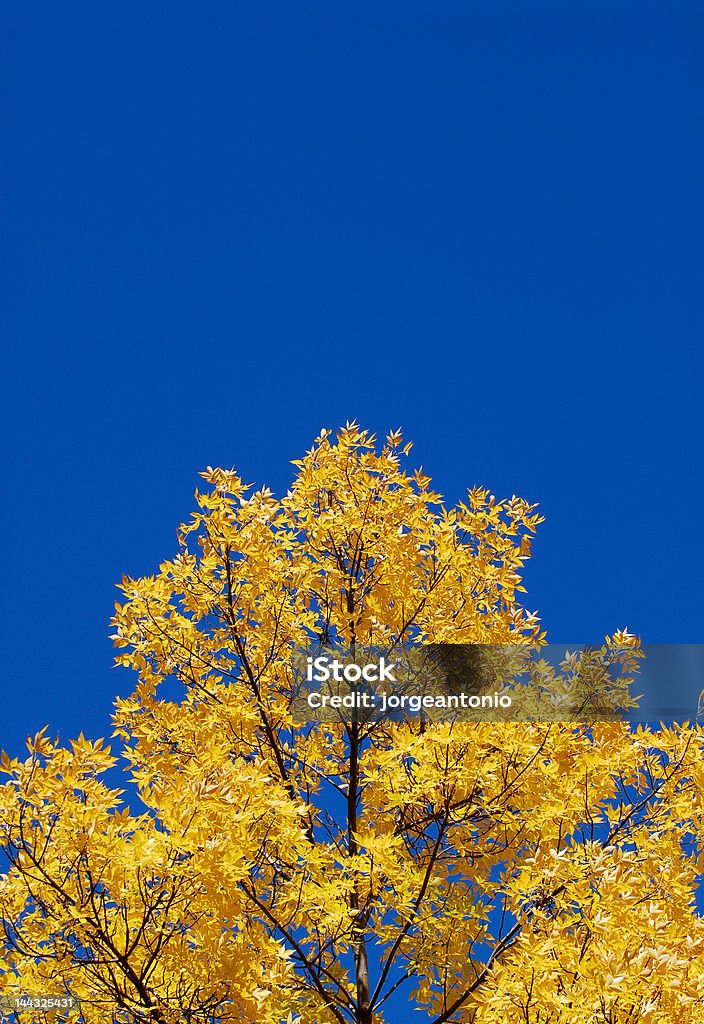 Żółta Korona drzewa, przejrzyste błękitne niebo - Zbiór zdjęć royalty-free (Bez ludzi)