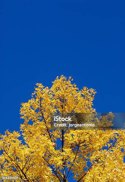 Żółta Korona Drzewa Przejrzyste Błękitne Niebo - zdjęcia stockowe i więcej obrazów Bez ludzi - Bez ludzi, Bezchmurne niebo, Buk - drzewo