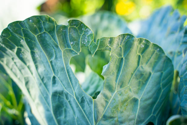 Whiteflies gnawed a heart-shaped hole in a white cabbage leaf. Insect pests Aleyrodoidea spoil crops. Heart shaped figure in nature