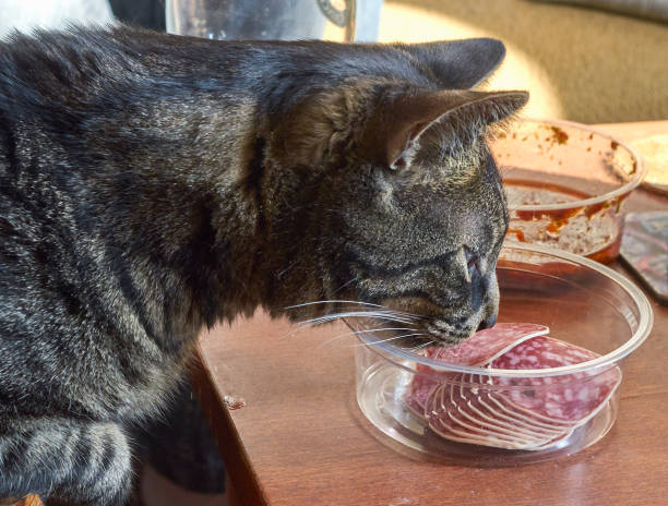 The tabby cat is trying to steal the sausage. stock photo