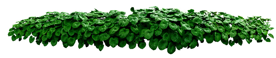 a group of decorative green leaf plants on a white background panoramic image,Cutting path.