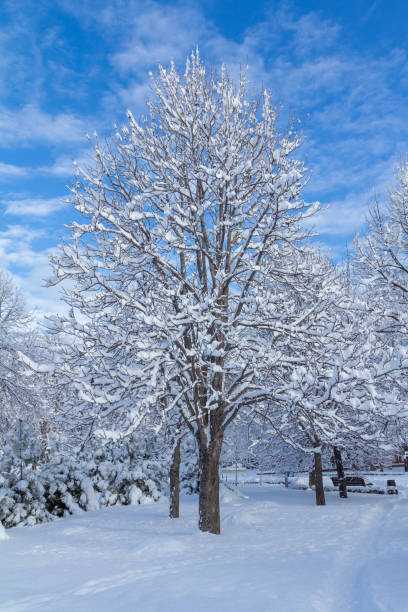 istock Trees covered with snow on sunny day 1443258702
