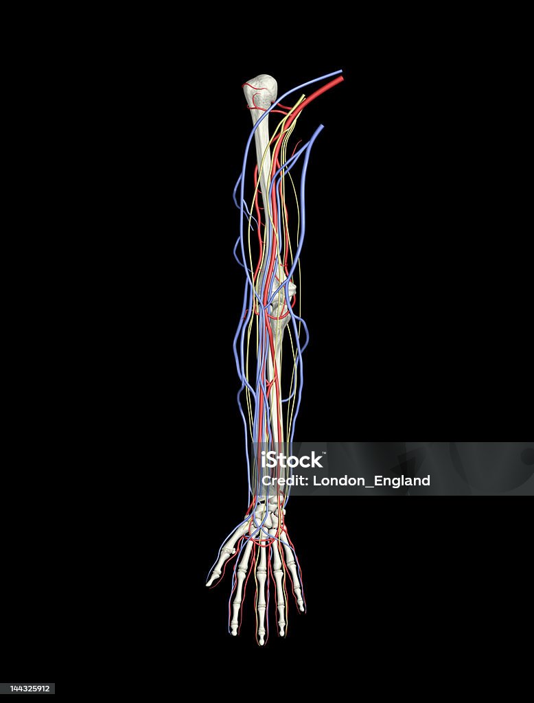Brazo los huesos, venas y arterias los nervios - Foto de stock de Sistema nervioso humano libre de derechos
