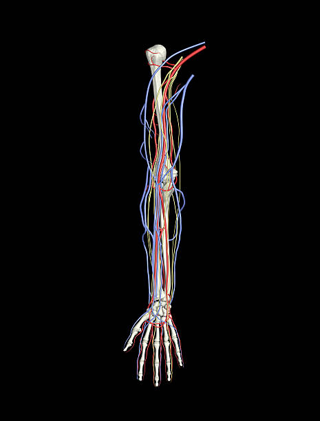 Cтоковое фото Рука костей, артерий и вен, нервов