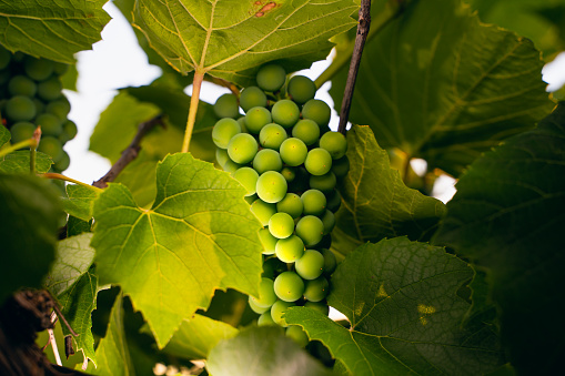 Morning soft sunlight illuminates a bunch of green growing grapes